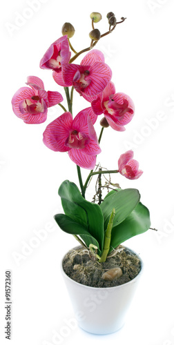 Fototapeta Naklejka Na Ścianę i Meble -  Orchid in a white flowerpot