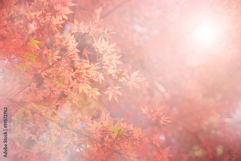 Abstract blur and soft natural autumn background Abstract blur and soft natural autumn background
