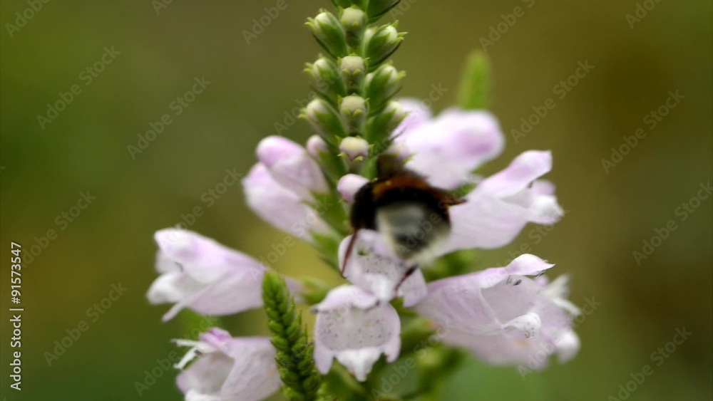 Hummel sammelt Pollen auf Etagenerika Blume