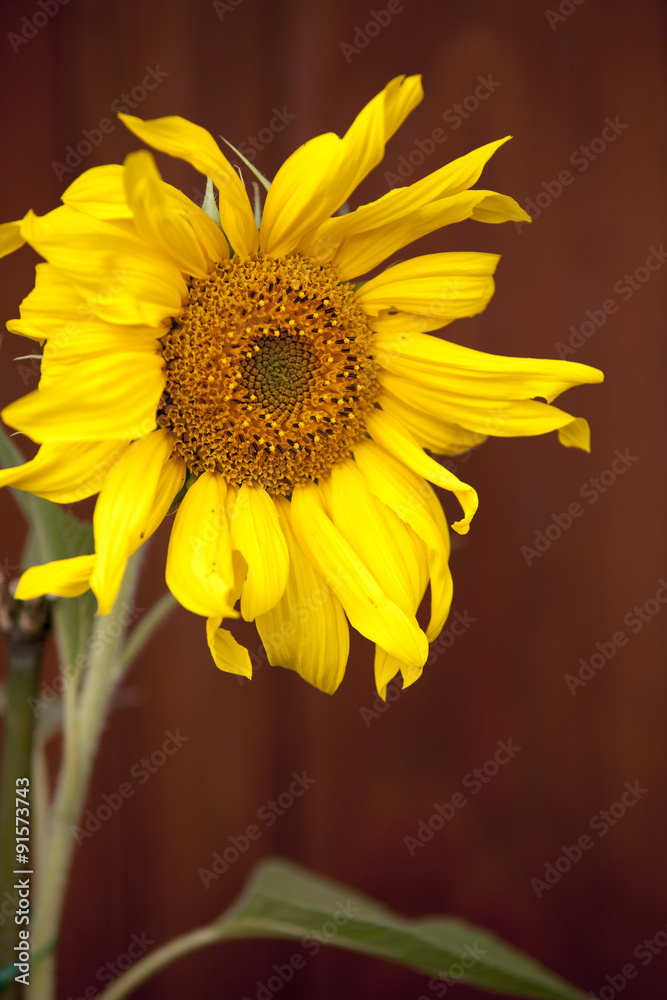 Fototapeta premium decorative sunflower