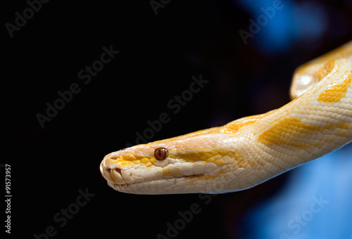 golden python