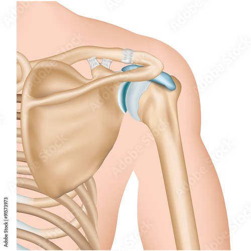 Anatomie Schulter, Rückenansicht