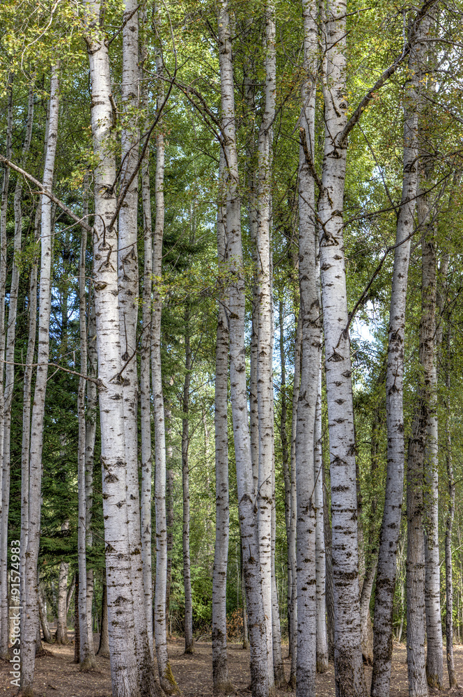 Obraz premium Tall aspen trees.
