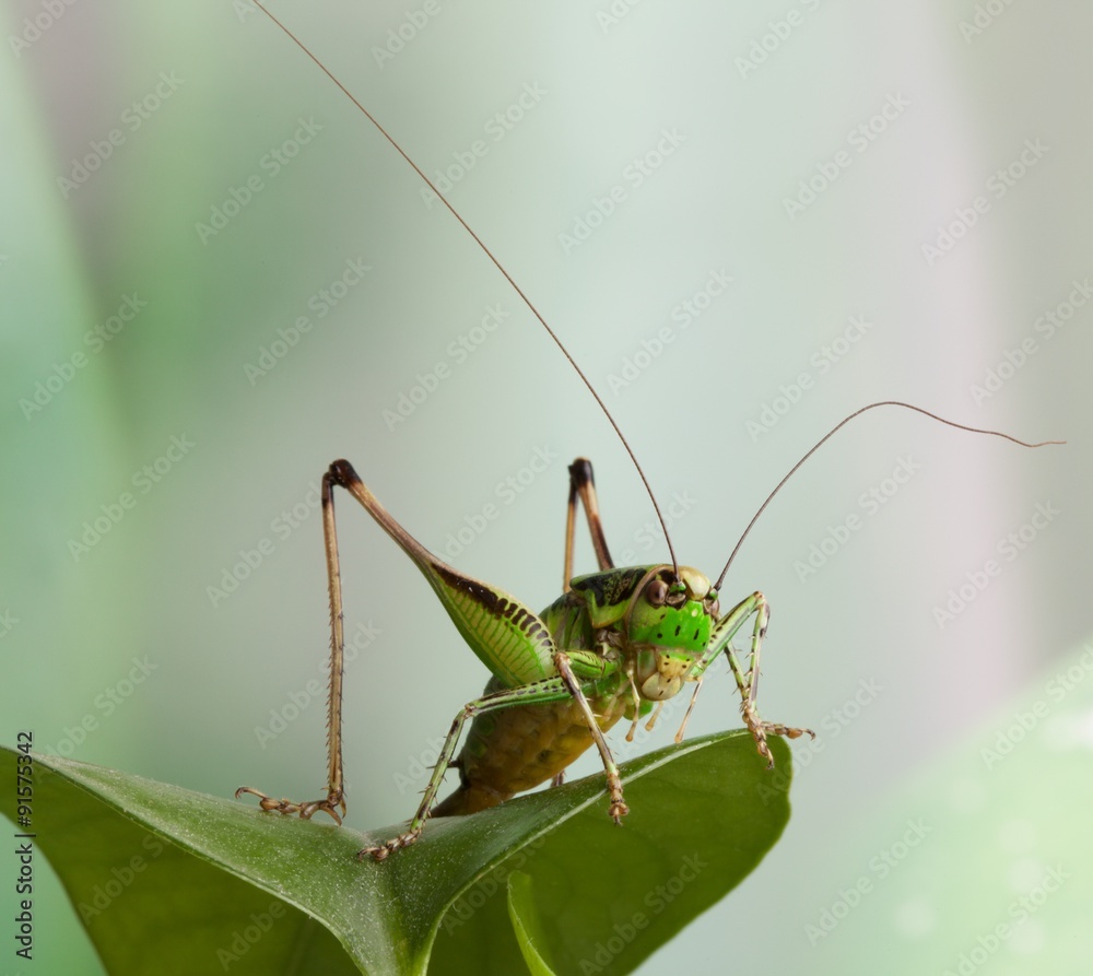 Cavalletta verde posata su foglia verde Cavalletta verde posata su foglia verde