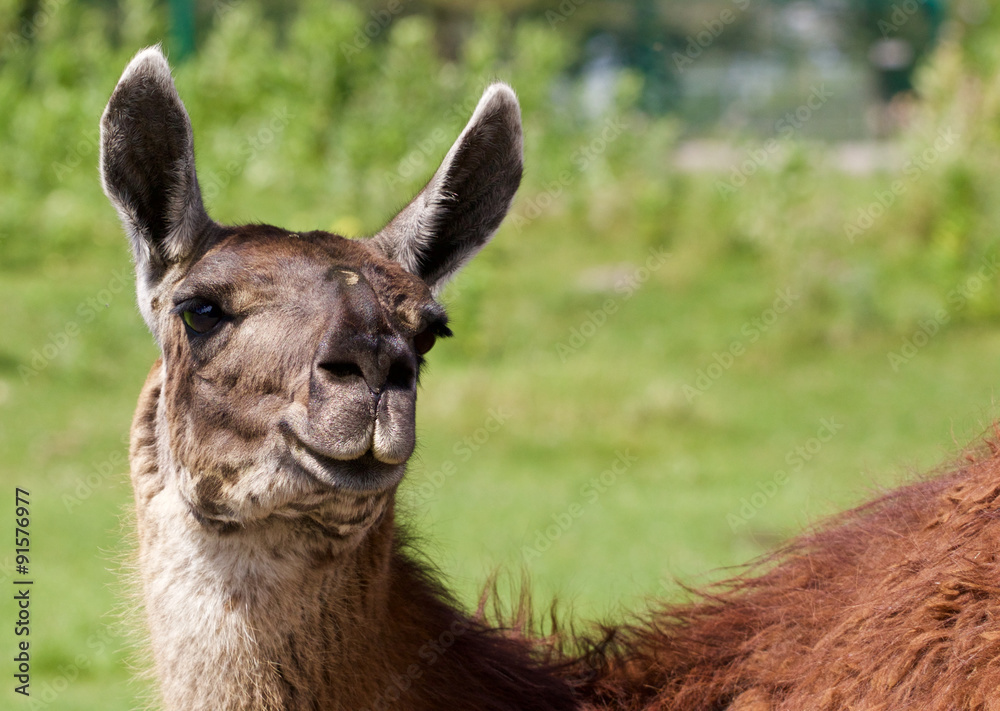 Fototapeta premium The background with the funny llama