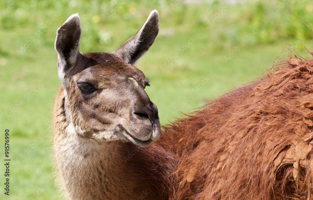 The llama's close-up with the grass background