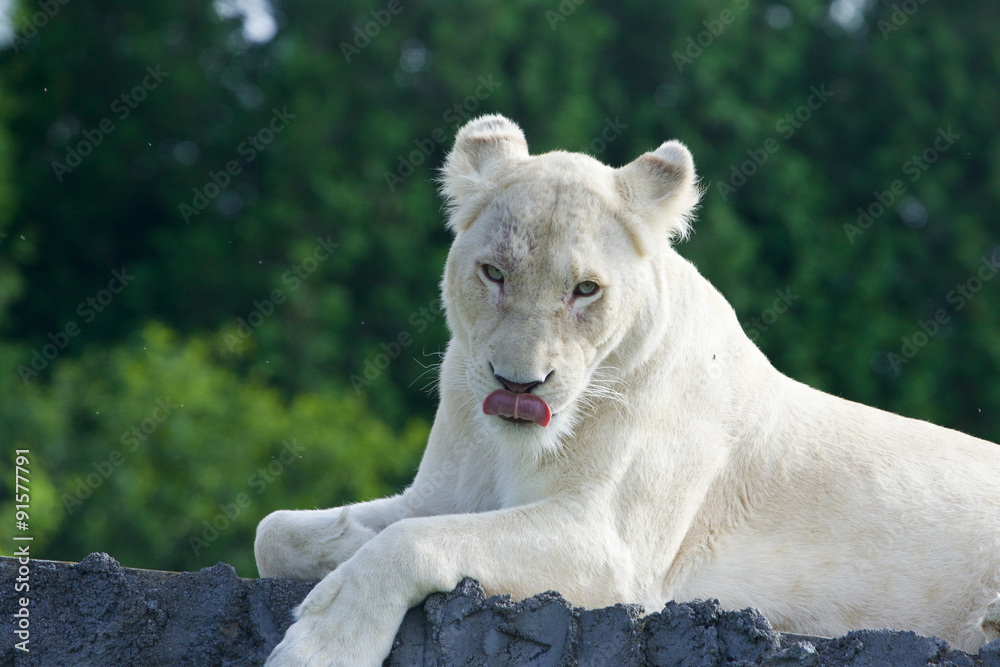 The strange sight of a dangerous white lion The strange sight of a dangerous white lion