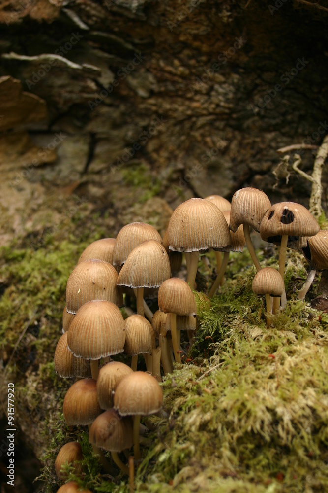 Light brown mushroom growing on a decaying log Light brown mushroom growing on a decaying log