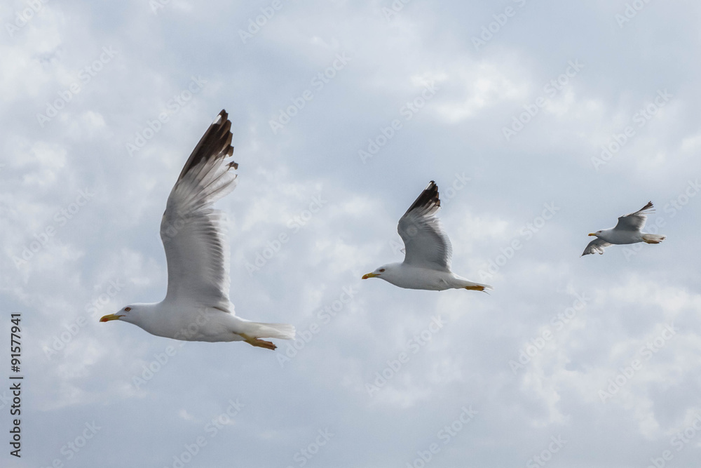 Obraz premium Three seagulls flying in line