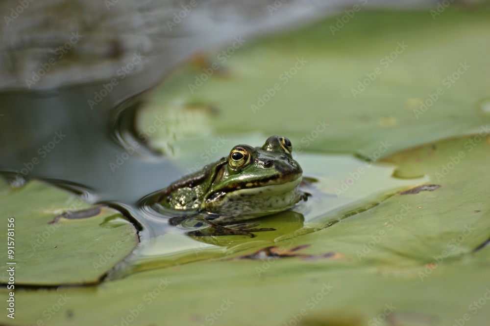 Teichfrosch (Pelophylax esculentus) mit Blattlaus auf der Nase zwischen Seerosenblättern
Teichfrosch (Pelophylax esculentus) mit Blattlaus auf der Nase zwischen Seerosenblättern