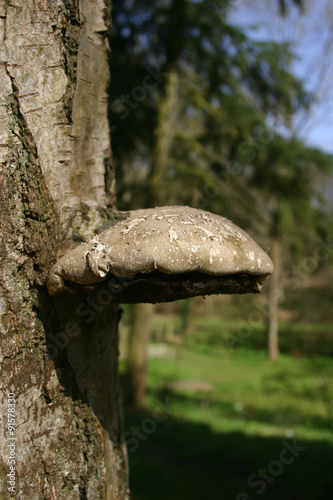 Birch polypore bracket fungus growing out of tree trunk