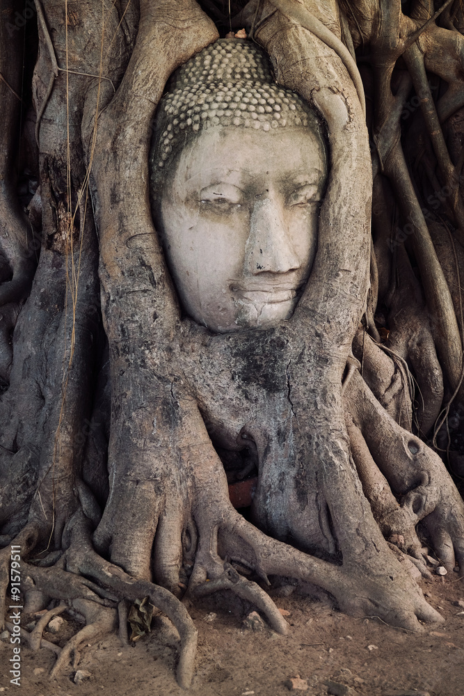 Buddha Head in the Tree
