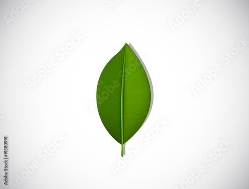 Vector leaf isolated on white background.