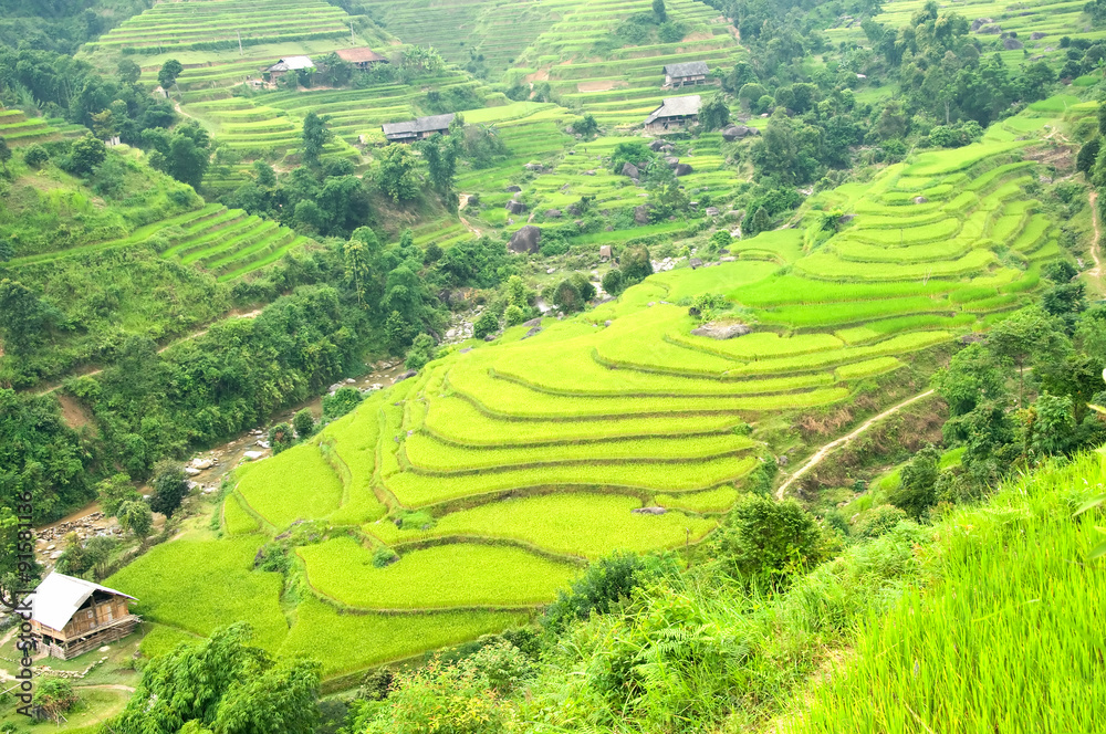 Growing rice on terraced fields in Hoang Su Phi - Ha Giang - Vietnam