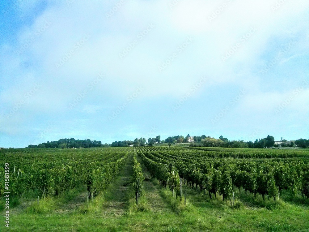 Vignes du Medoc Vignes du Medoc