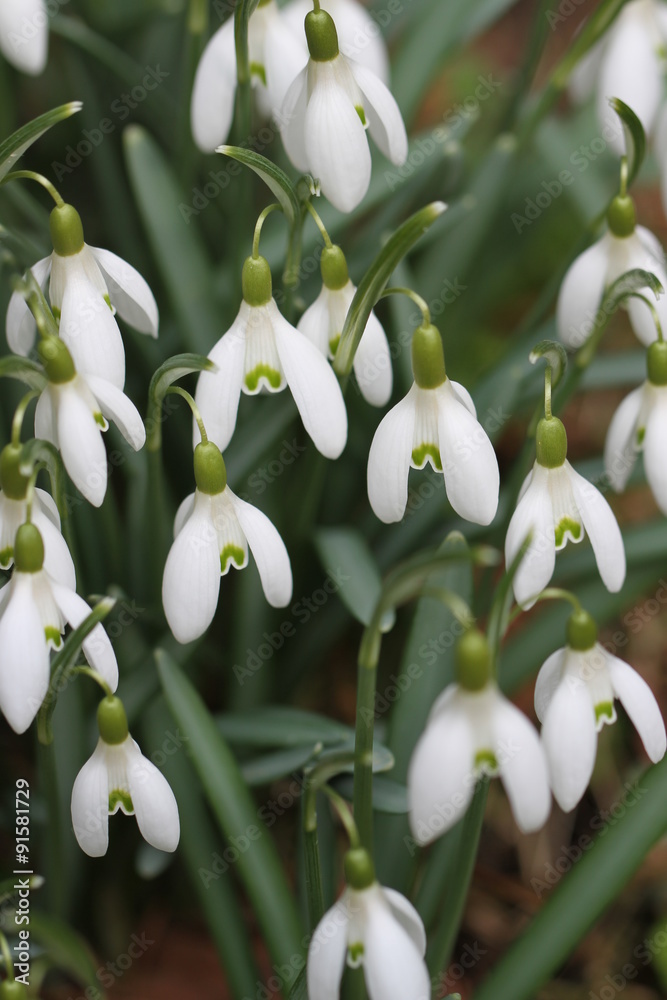 Fototapeta premium Schneeglöcken. (Weiße Jungfrau)