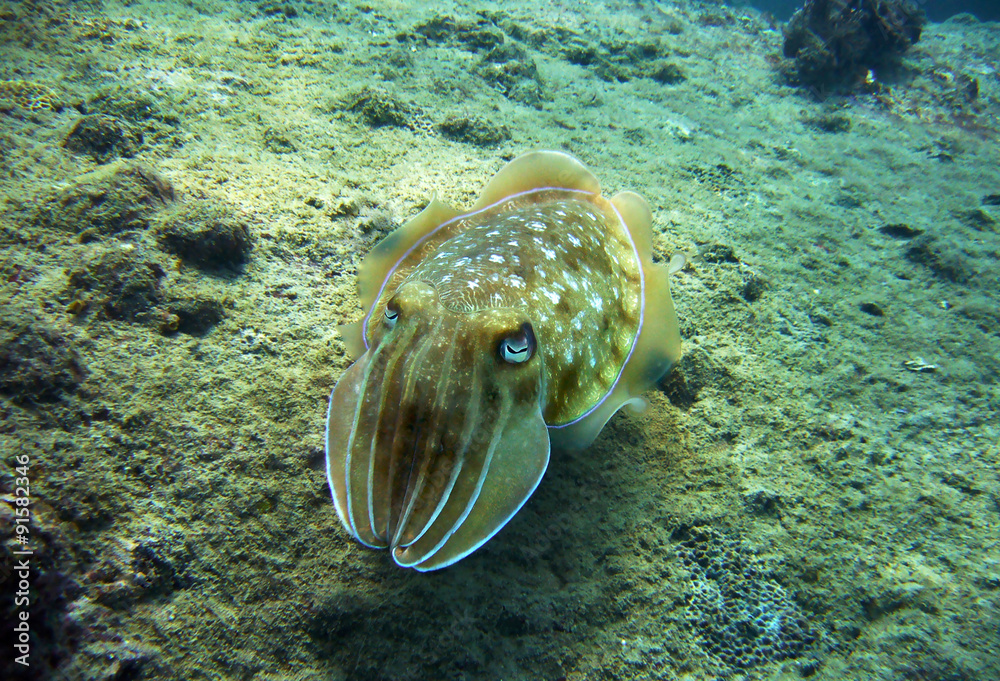 Сuttlefish under the sea Сuttlefish under the sea