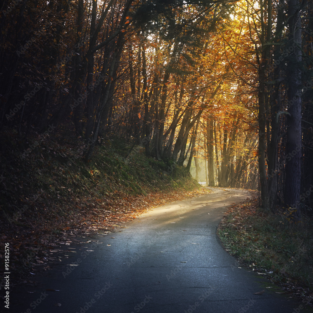 Obraz premium route disparaissant dans une forêt automnale