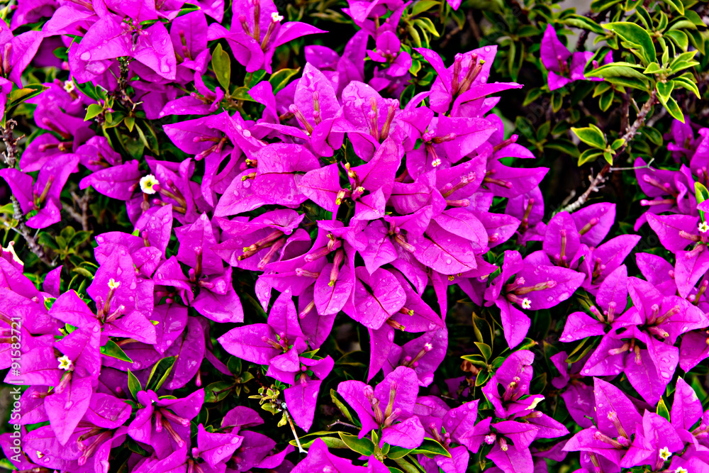 Pink flower with leaves Beautiful Paper Flower Pink flower with leaves Beautiful Paper Flower