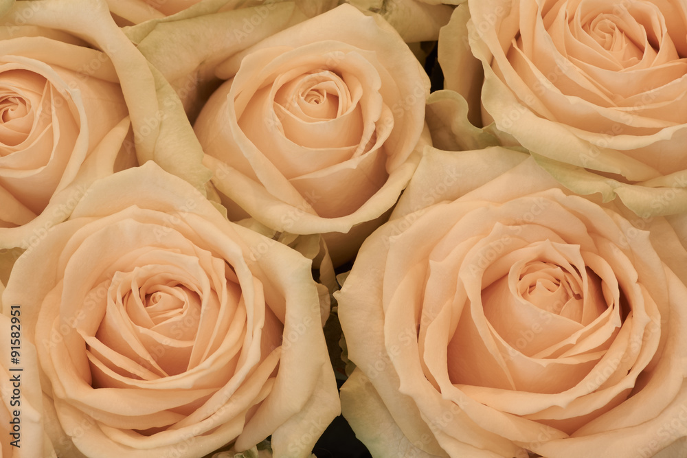 Fototapeta premium Beige creamy roses
