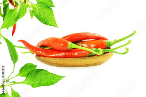 red chili pepper in white background