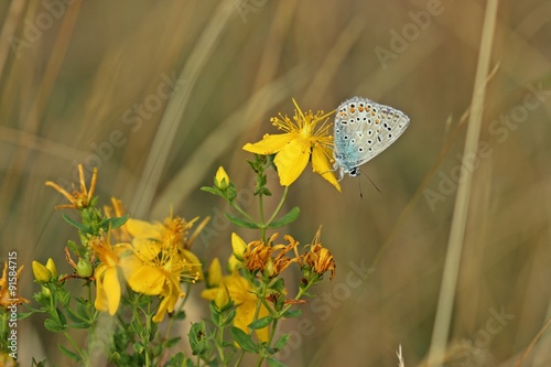 Männlicher Silbergrüner Bläuling (Polyommatus coridon) auf Johanniskraut  photo