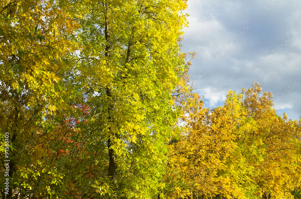 yellowing trees in autumn yellowing trees in autumn