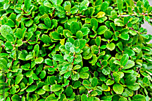 green leaf background © somchaiphanbun