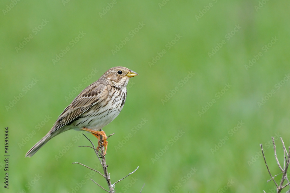 Perching Corn Bunting in steppe Perching Corn Bunting in steppe