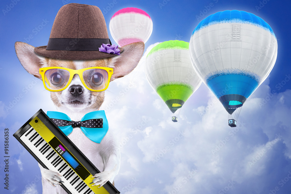 Smart beautiful dog chihuahua with piano. Funny animals. Fashionable dog  dressed in beautiful clothes Stock Photo | Adobe Stock