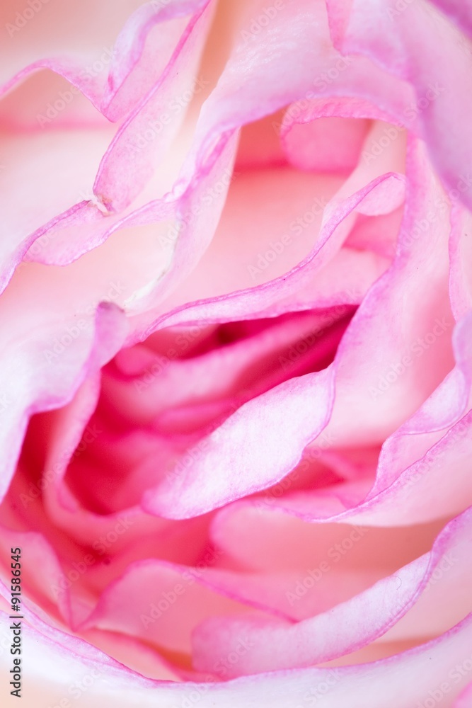Obraz premium Close up of the pink rose petails