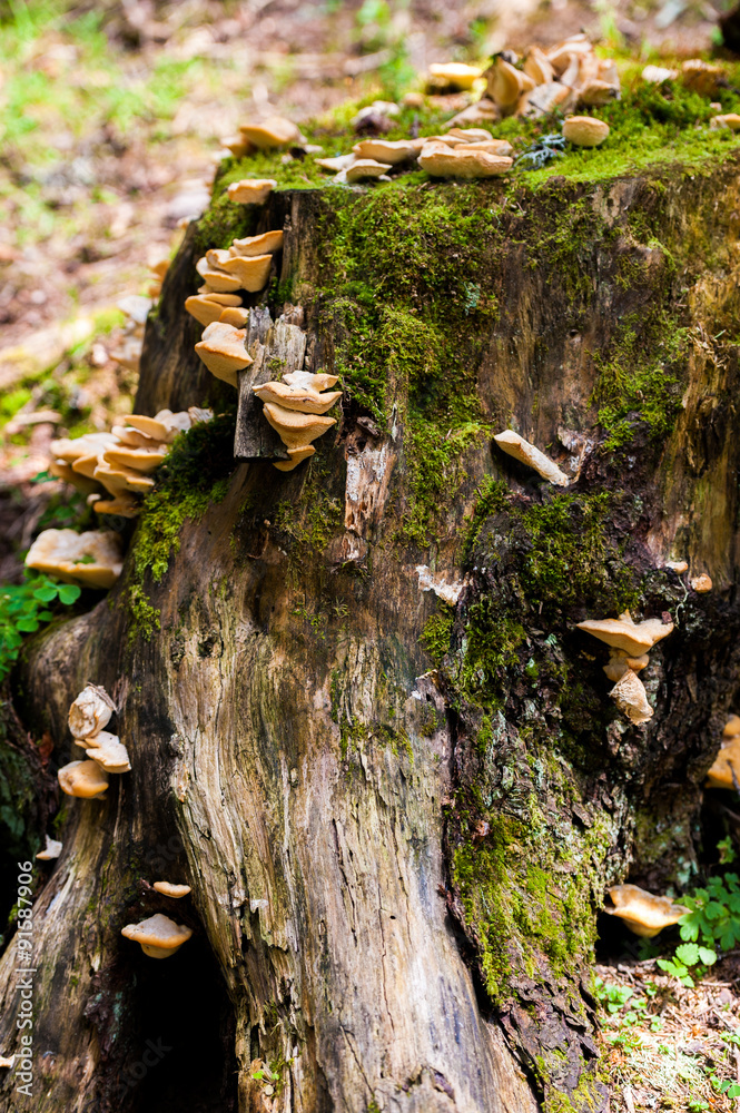 Fototapeta premium tree stump with mushrooms and moss