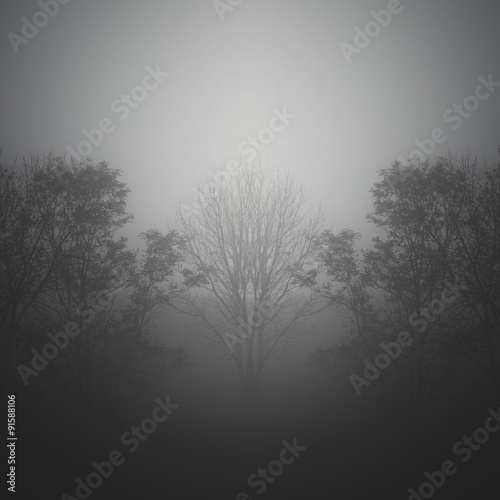 création avec effet de symétrie, arbres dans la brume