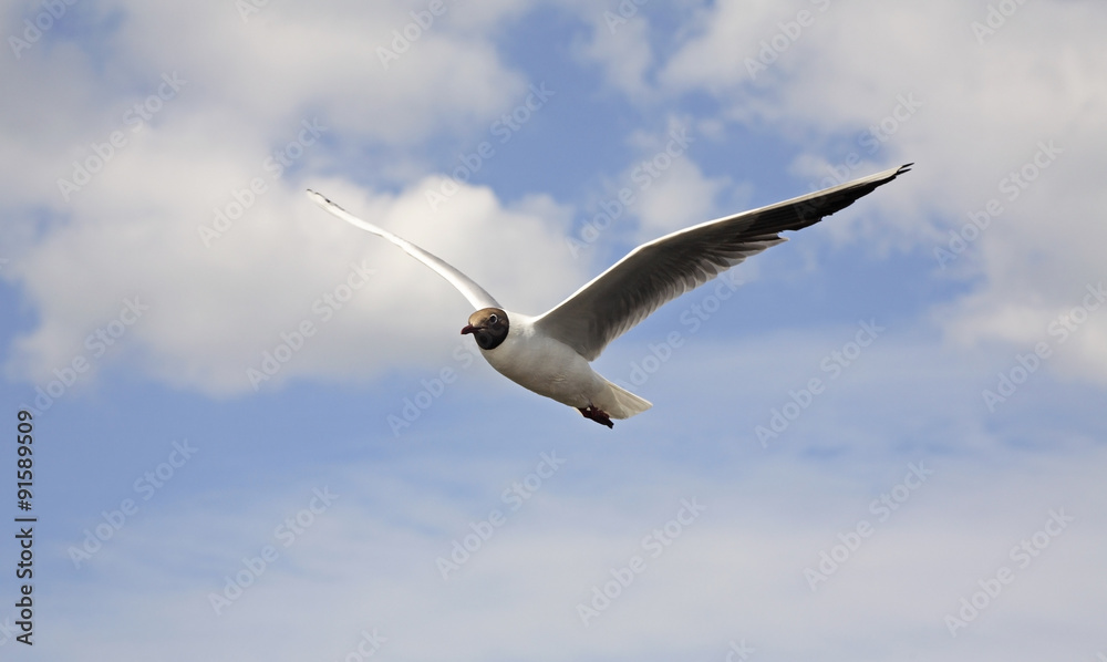 Fototapeta premium Seagull in Kargopol. Russia