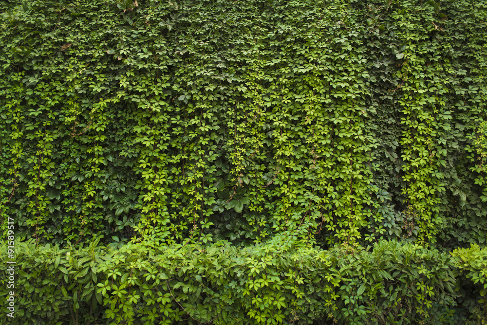 Green ivy Background