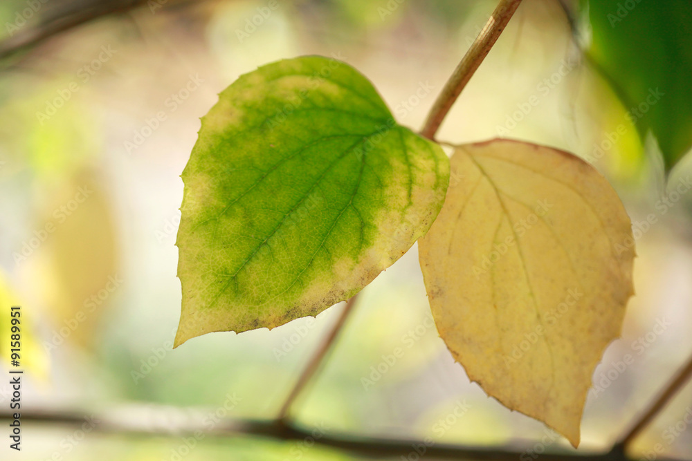 Obraz premium yellow leaves