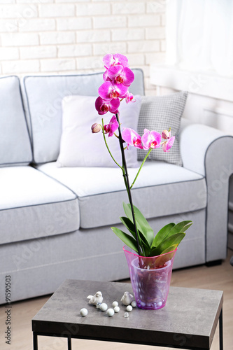 Beautiful lilac orchid in pot on table in room