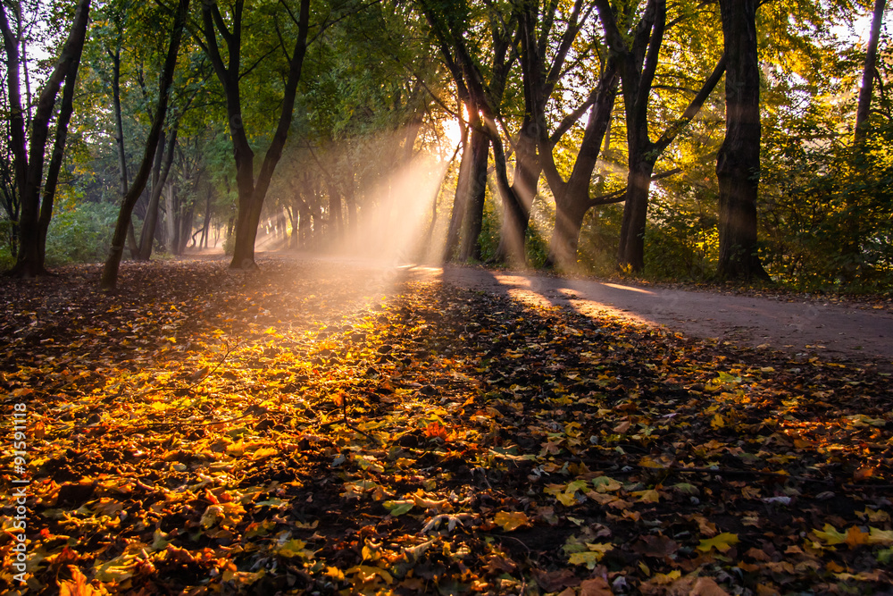 Obraz premium Jesienne poranne słońce w parku