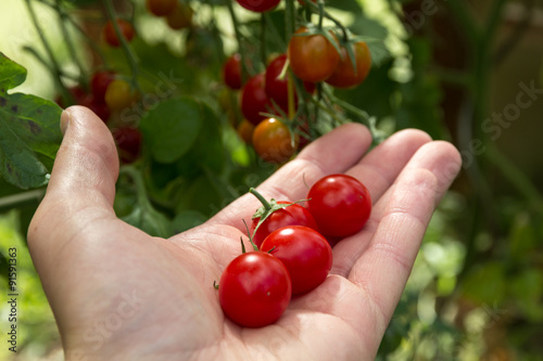 Hand mit Tomaten © OFC Pictures