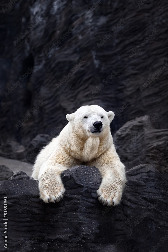 Naklejka premium White bear on the rocks, Lying polar bear situated on a rock