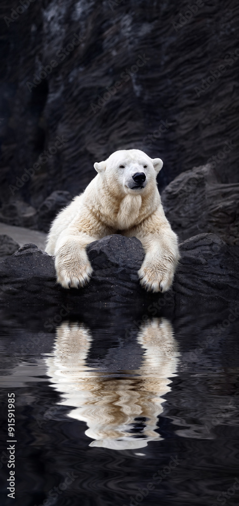 Fototapeta premium White bear on the rocks, Lying polar bear situated on a rock, re