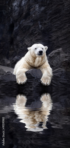 White bear on the rocks, Lying polar bear situated on a rock, re