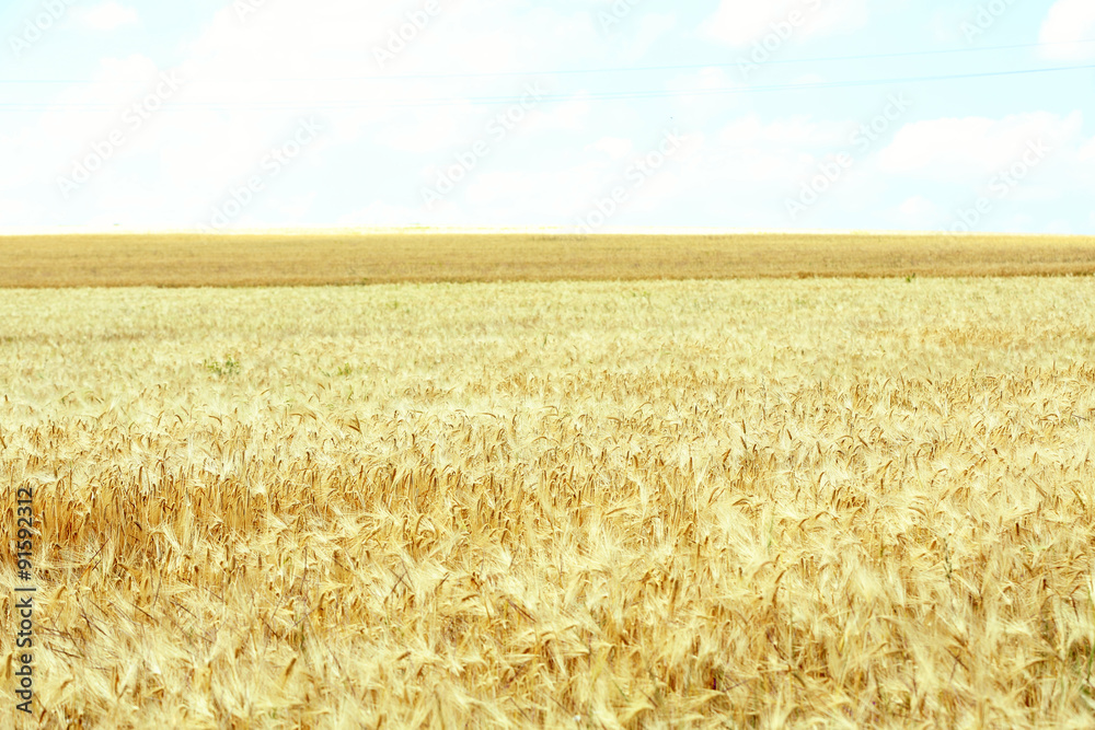 Fototapeta premium Beautiful summer field