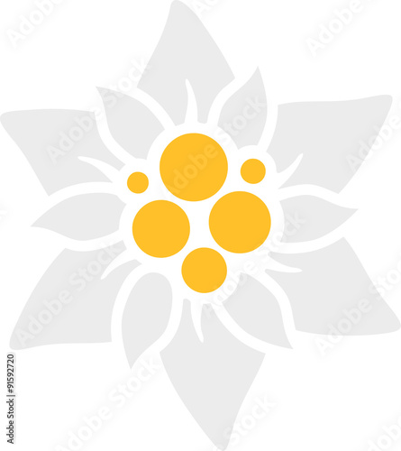 Edelweiss flower