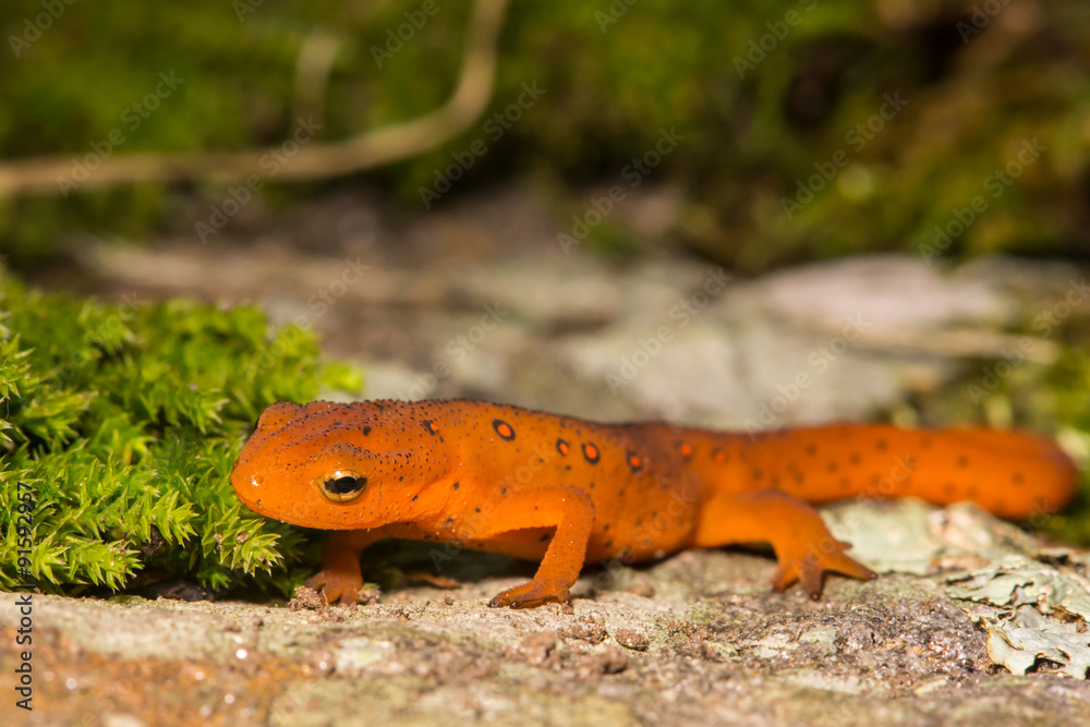 Obraz premium Red Eft