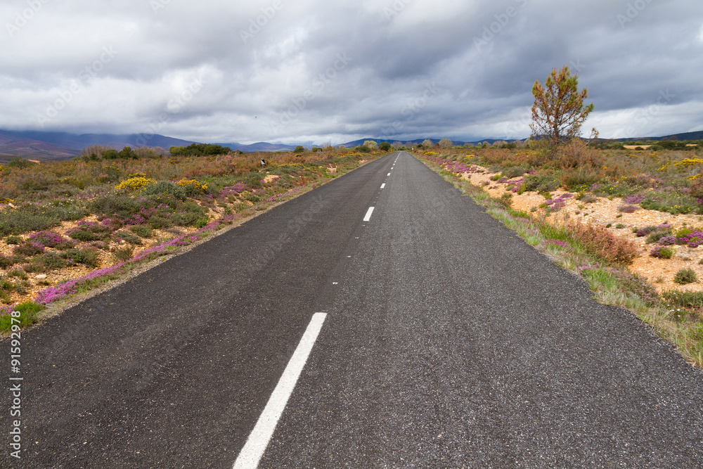 Carretera rodeada de Vegetacion en Primavera