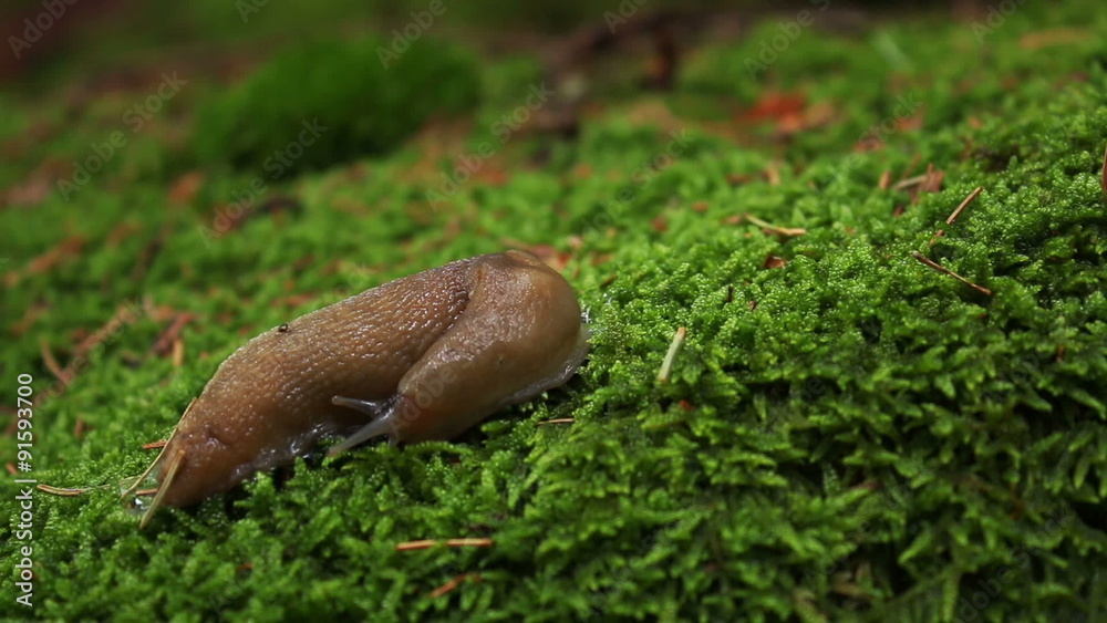 Snail in the mountain forest with green moss background Snail in the mountain forest with green moss background