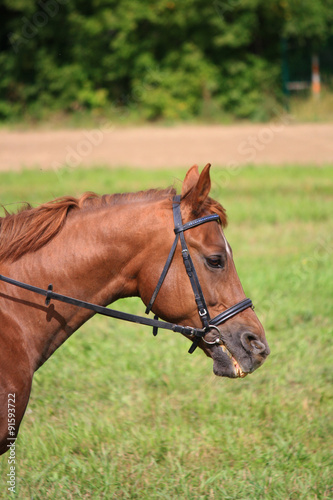 Портрет рыжей лошади на фоне травы и дороги