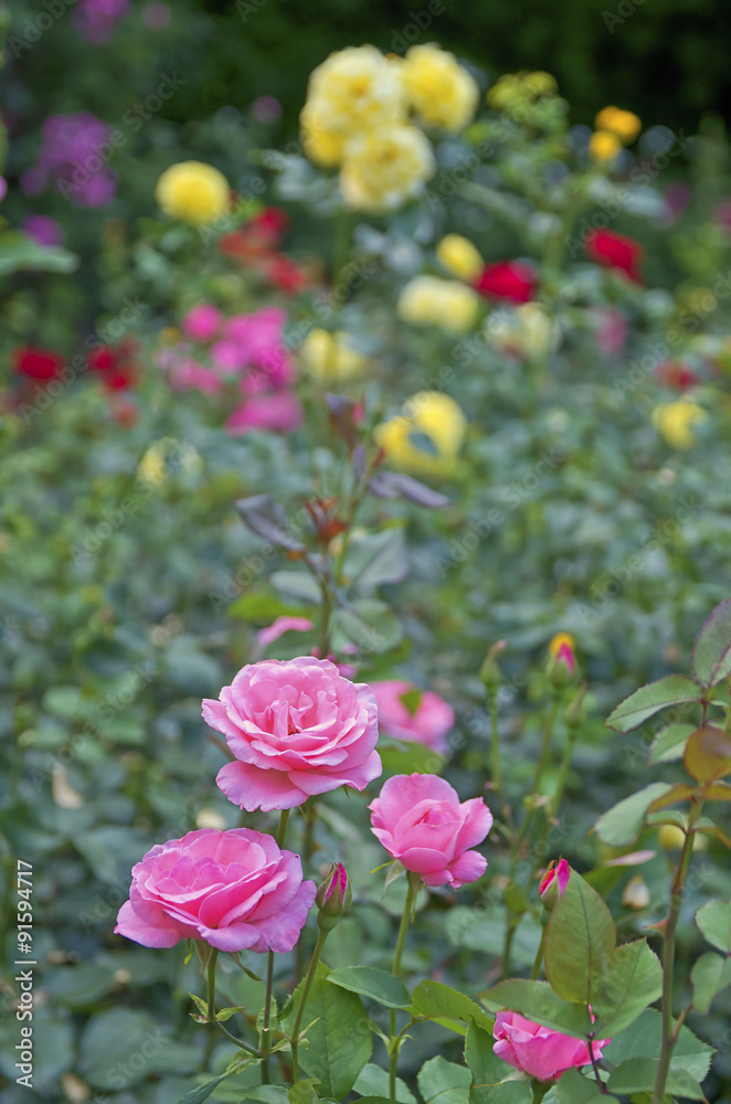 Rose garden.