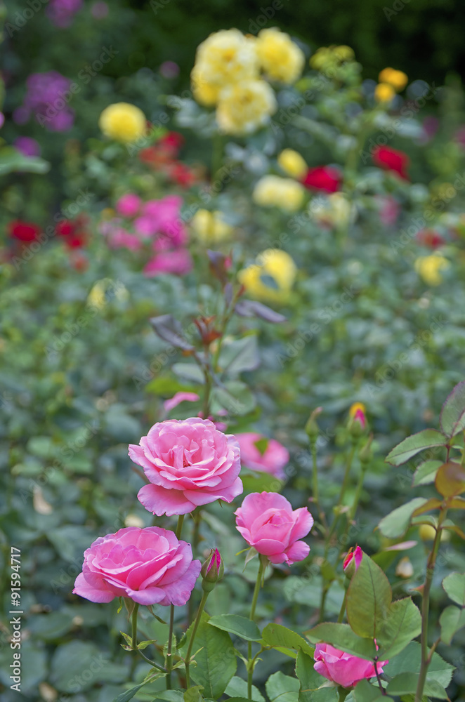Obraz premium Rose garden.